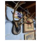 Buck 10 Point Deer Mount on Plaque - 9"