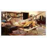 Taxidermy birds