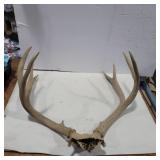 8point antlers