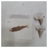 Fossil and 2 fossil shark teeth