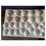 Scallop shells, 27 total ranging in size 2.5-5"