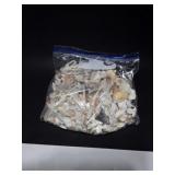 Authentic 1 lb 10 oz. seashells various shapes