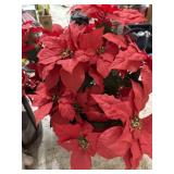 Poinsettia Pot