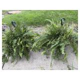 14ï¿½ Pair of Boston Ferns