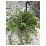 Single 14ï¿½ Boston Fern