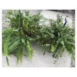 14ï¿½ Pair of Boston Ferns