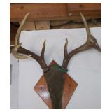 8 Point Whitetail Deer Antler Mount
