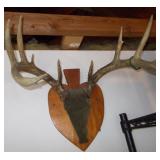 10 Point? Whitetail Deer Antler Mount