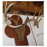 10 Point Whitetail Deer Mount/ Antlers
