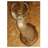 White Tail Deer Shoulder Mount
