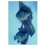 20" Tall Fish Mount