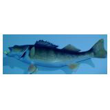 30" Walleye Fish Mount