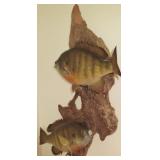 20" Tall Fish Mount