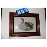 Botaurus Lentiginosus Lithograph