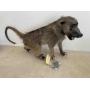 Baboon full mount taxidermy some damage to feet