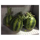 5 Artificial Watermelons.