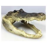 Taxidermy Alligator Head 10x7