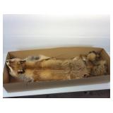 Full Body Fox Pelt