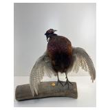 Taxidermy Ringneck Pheasant Drake Mount