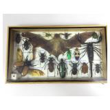 Framed display case, a hairless bat, beetles &