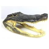 Taxidermy Alligator Head 13x7x7