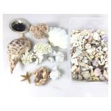 Sea shell collection, asstd sizes