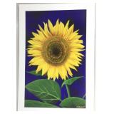 Sunflower High Quality Lithograph Prints. Made In