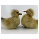 2 Taxidermy Ducklings