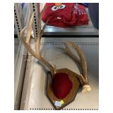 Antler pair display. Needs repair