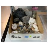 Assorted geodes, stone and shell specimens.