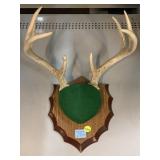 Antlers display 15x13