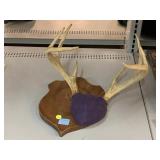 Antler display plaque. Mount needs repair.