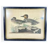 John Audubon ï¿½American Green Winged Tealï¿½ Print