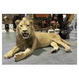 Real Full Size Taxidermy Lion approx. 6ft long -