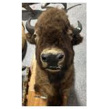 Taxidermy Full Size Bison Shoulder Mount - some