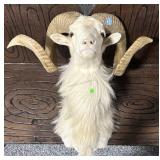 Taxidermy Texas Dall Sheep Mount - White Ram - ex