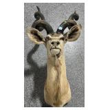 Taxidermy Kudu Mount - Full Size - some minor