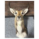 Taxidermy Impala Mount - ex condition