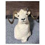 Taxidermy Big Horn Sheep Mount - ex condition