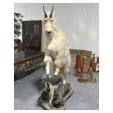 Taxidermy Full Mountain Goat on Rolling Diorama -