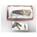 Large Authentic Spinosaurus Tooth