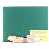 Daniel Roush Handcrafted Deer Jaw Bone w/