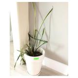 Live Potted Plant