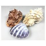Three different ocean life seashells one is a