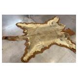 Full Size Taxidermy Lion Pelt - some claws intact