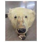 Medium size Polar Bear Taxidermy Head - some