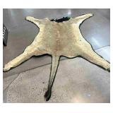 Full Size Lion Taxidermy Pelt Rug - no head -