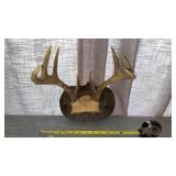 8 Point Whitetail Deer Rack Mount Taxidermy