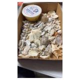 Large box of seashells with some sand from the