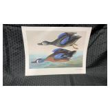 This is a 2 sided print showcasing 2 different